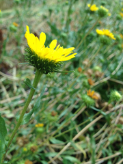 Grindelia integrifolia
