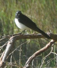 Rhipidura leucophrys