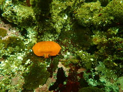 Cryptolithodes sitchensis