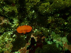 Cryptolithodes sitchensis