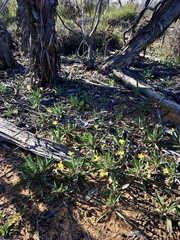 Goodenia willisiana