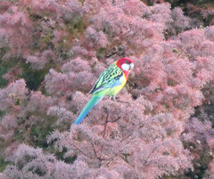 Platycercus eximius
