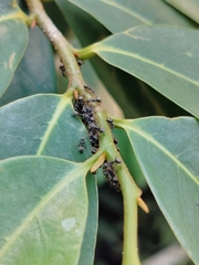 Dolichoderus thoracicus