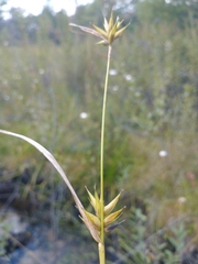 Carex folliculata