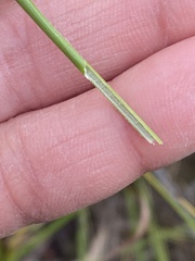 Juncus balticus ater