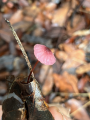 Marasmius