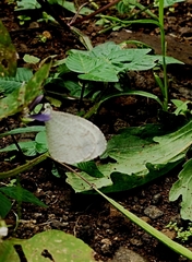 Leptosia nina