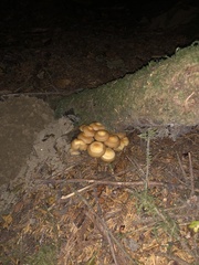 Kuehneromyces mutabilis