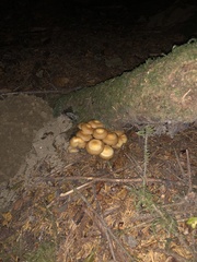 Kuehneromyces mutabilis