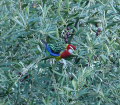 Platycercus eximius