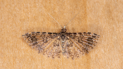 Alucita phricodes