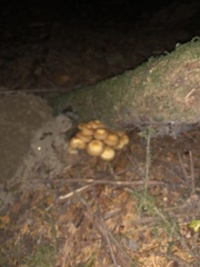 Kuehneromyces mutabilis