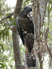 Calyptorhynchus banksii
