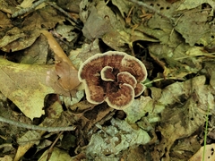 Hydnellum concrescens