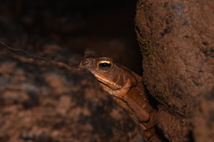 Rhinella marina