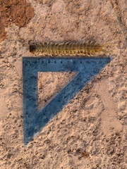 Scolopendra aztecorum
