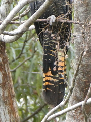 Calyptorhynchus banksii