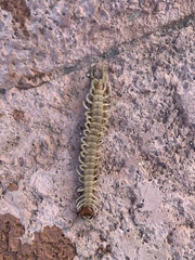 Scolopendra aztecorum