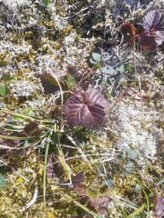 Rubus chamaemorus