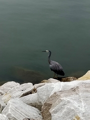 Egretta novaehollandiae