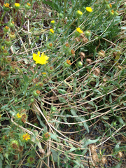 Grindelia integrifolia