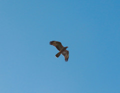 Pernis ptilorhynchus