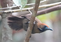 Macronus ptilosus ptilosus