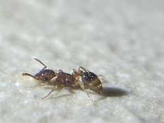Tetramorium