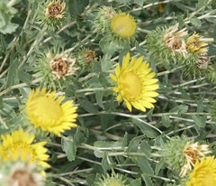 Grindelia squarrosa