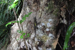 Diploderma swinhonis