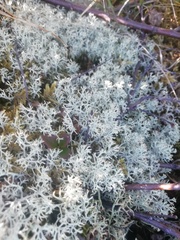 Cladonia stellaris