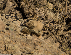 Metriopelia melanoptera