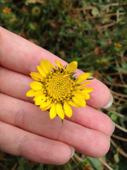 Grindelia integrifolia