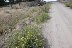 Grindelia squarrosa