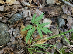 Sceptridium dissectum