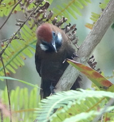 Macronus ptilosus ptilosus