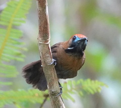 Macronus ptilosus ptilosus