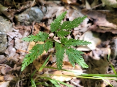 Sceptridium dissectum