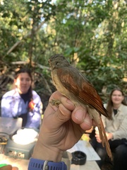 Dendroma erythroptera
