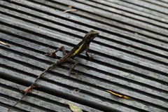 Diploderma swinhonis