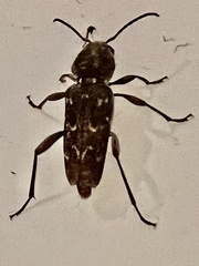 Xylotrechus nauticus