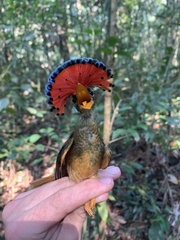 Onychorhynchus coronatus