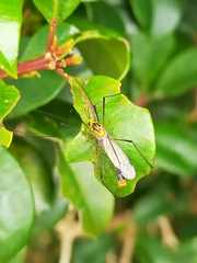 Nephrotoma australasiae