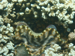 Tridacna squamosa