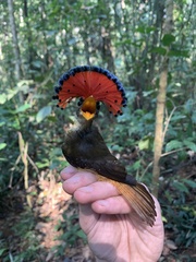 Onychorhynchus coronatus