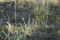 Chrysocephalum apiculatum