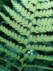 Microlepia pseudostrigosa