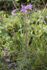 Chamaenerion dodonaei