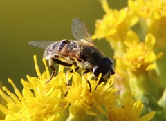 Eristalis stipator