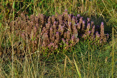 Thymus pulegioides
